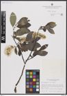 Foto von Salix borealis Fr.